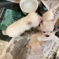Chihuahua
