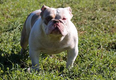 American bully