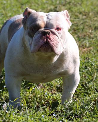 American bully