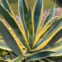 Agave