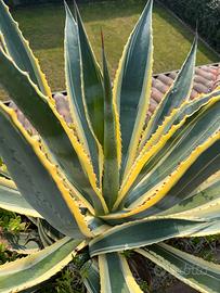 Agave