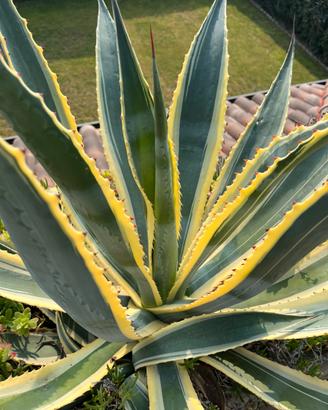 Agave
