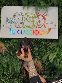 Cuccioli di bassotto maschio e femmina