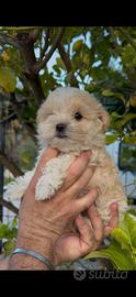Maltipoo