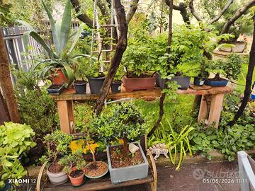 bonsai