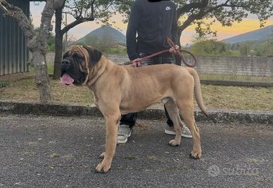 Cane corso con Pedigree