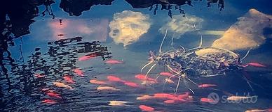 Pesci rossi da laghetto