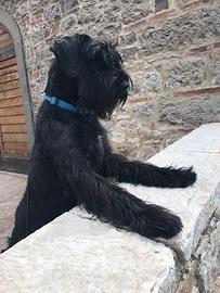 Schnauzer gigante maschio