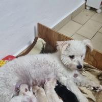 Cuccioli di Maltipoo