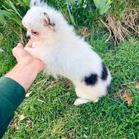 Chihuahua femminuccia pelo lungo