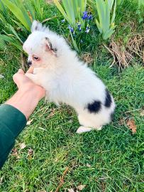 Chihuahua femminuccia pelo lungo