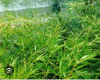 Najas Guadalupensis Pianta per acquario