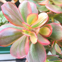 Crassula Hummel's ghost piante grasse