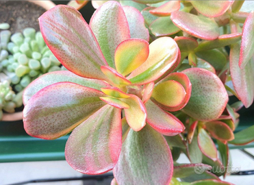 Crassula Hummel's ghost piante grasse