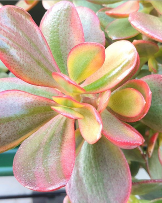 Crassula Hummel's ghost piante grasse