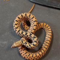Serpente toro, selezione Red Tiger