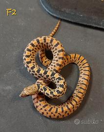 Serpente toro, selezione Red Tiger