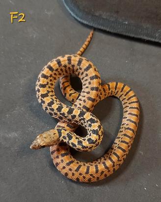 Serpente toro, selezione Red Tiger