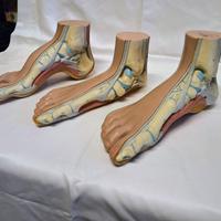 Modello 3 Pezzi di Anatomia del Piede Umano