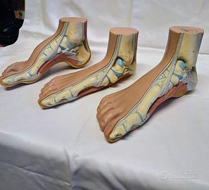 Modello 3 Pezzi di Anatomia del Piede Umano