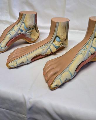 Modello 3 Pezzi di Anatomia del Piede Umano