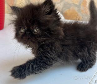 Persiano maschietto