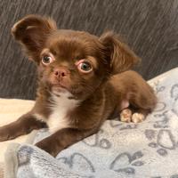 Cucciolo chihuahua