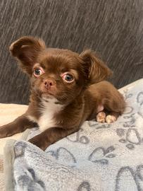 Cucciolo chihuahua