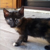 Gattina