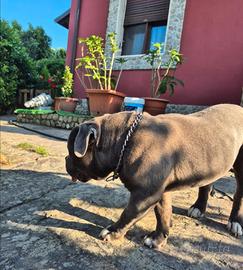American Bully