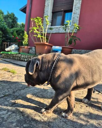 American Bully