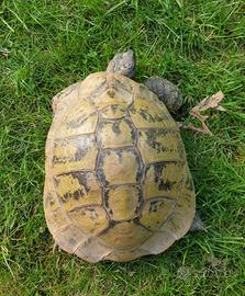 Tartaruga di terra Hermanni con cites