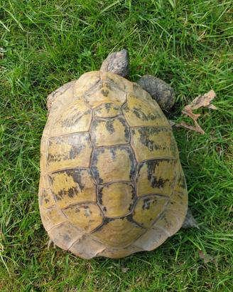 Tartaruga di terra Hermanni con cites