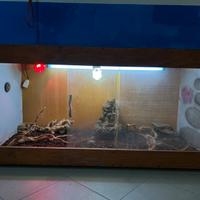 Terrario per rettili