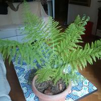 Pianta felce, Athyrium filix,  vaso rotondo cm 30