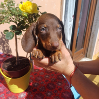 Cuccioli di bassotto cioccolato