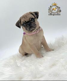 Simpaticissima carlina femminuccia