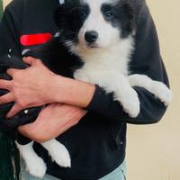 Cuccioli border collie