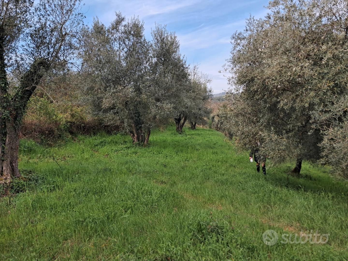 Terreno agricolo - Vista 4