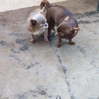 Chihuahua