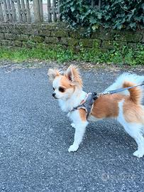 Chihuahua per monta