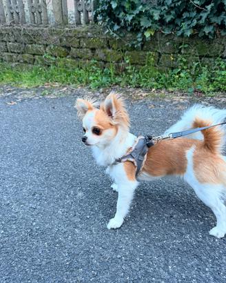 Chihuahua per monta