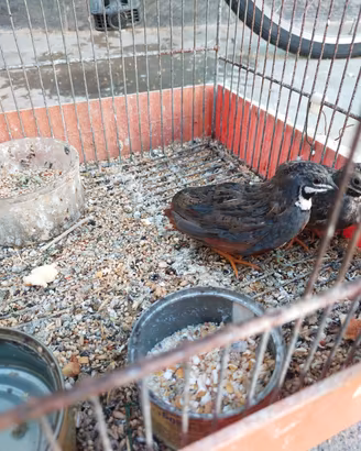 Quaglie Cinesi