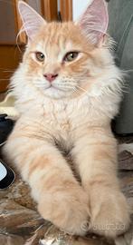 Splendidi cuccioli di Maine Coon disponibili