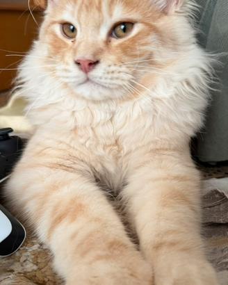 Splendidi cuccioli di Maine Coon disponibili