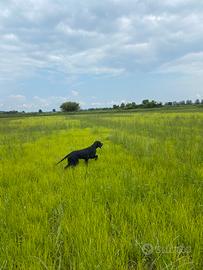 Setter Gordon pronta caccia