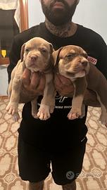 American XL Bully