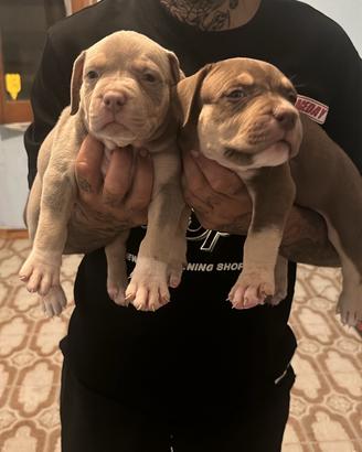 American XL Bully