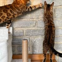 Disponibili cuccioli del Bengala brown spotted