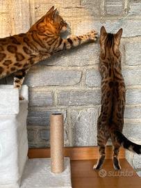 Disponibili cuccioli del Bengala brown spotted